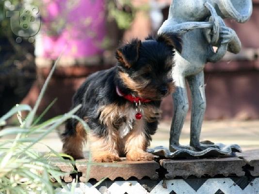 PoulaTo: Υπέροχο κουτάβι τεριέ Yorkshire Terrier